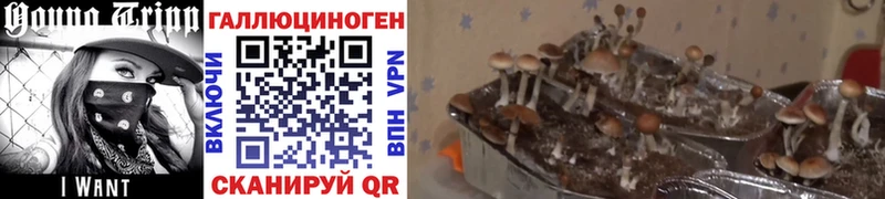 Галлюциногенные грибы Magic Shrooms  Тетюши 